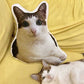 Almohada de felpa de gato con copia personalizada fea (compre 2 y obtenga 1 gratis)